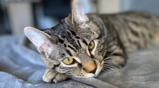 Simba
