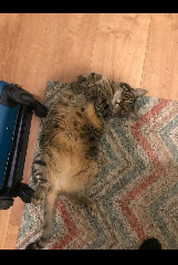 Mewmew