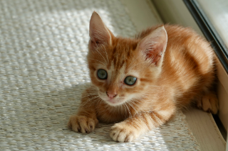 Milo