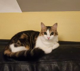 Luxio
