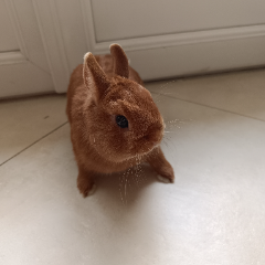 MILO