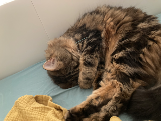 Mia