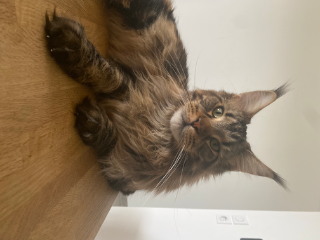 Pumba