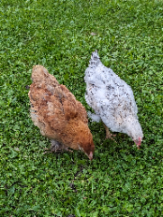 Mes poulettes