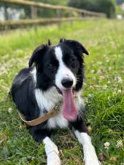 Tina 🐶