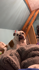 nala