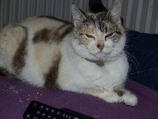 Vanille