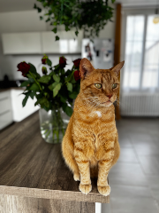 Symba