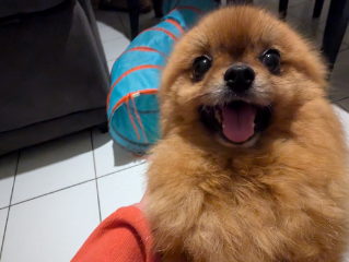 Koda