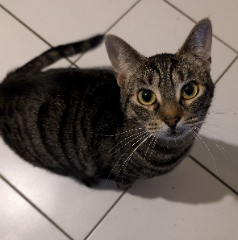 Nala