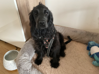 Skye