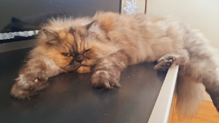 Doudou