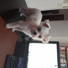 TYREX