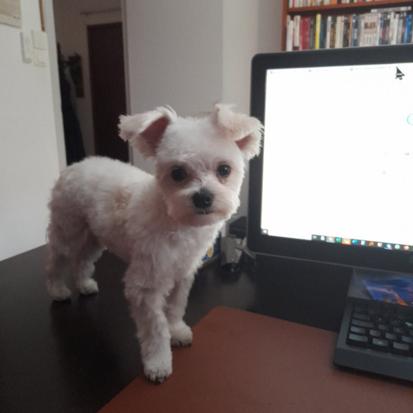 TYREX