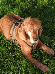 Biscuit
