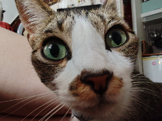Gaspard