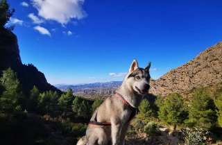 STELLA