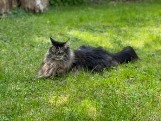 Léo