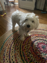 Végas