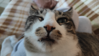 Sisko