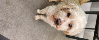 CARAMEL