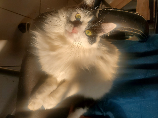 Willow