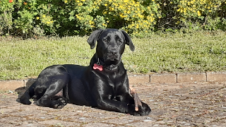 Luna