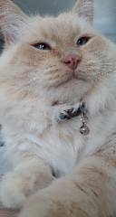 Chaton
