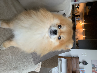 Teddy