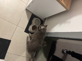chat en visite !!