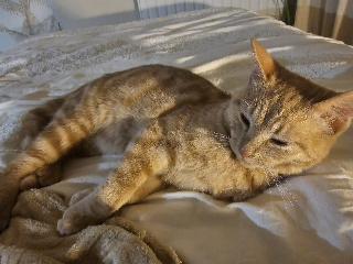 MIMI