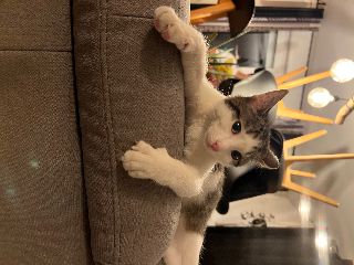 Cosmo