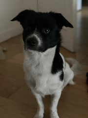 Woofy