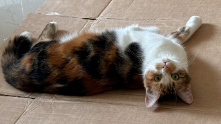 Luna