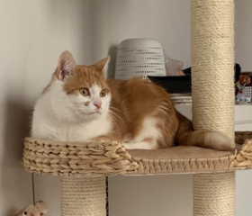 Mirza