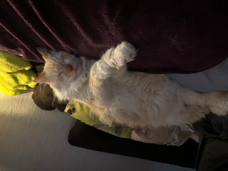 Bébé