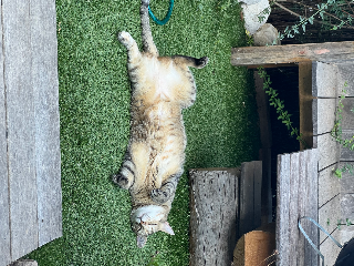 Naïa