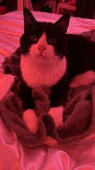 Domino