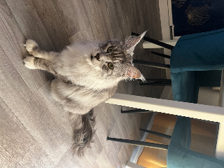TSUKI