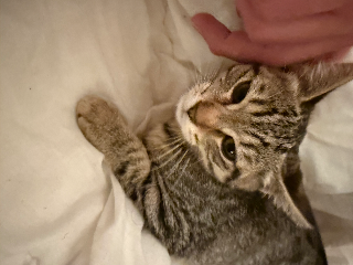 Maïa