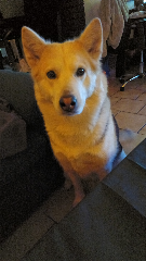 Nala