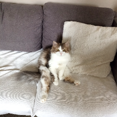 Lyra