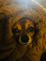 PUPPY