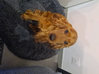 Paco