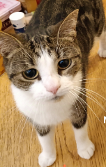Nala