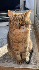 Ryo