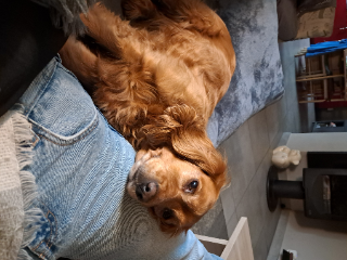 Melba