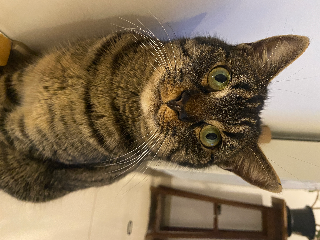 Neko