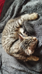 Willow