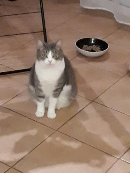 mousline